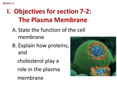 I. Objectives for section 7-2: The Plasma Membrane A.State the function of the cell membrane B.Explain how proteins, carbohydrates, and cholesterol play.