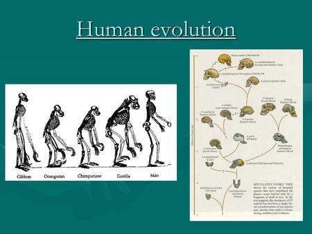 Human evolution. Human family tree Humans, Homo sapiens, are primatesHumans, Homo sapiens, are primates Homo sapiens are members of the hominid groupHomo.