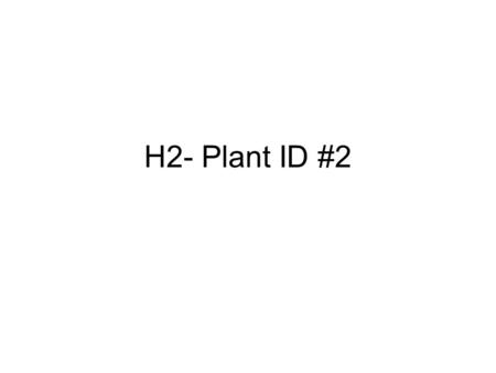 H2- Plant ID #2. Aucuba japonica Japanese Aucuba –Foliage: evergreen; simple, lustrous, leathery leaves; 3 to 8 long; rounded green stems –Flower: rare.