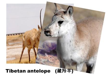 Tibetan antelope ( 藏羚羊 ). Cheap Environment- friendly Healthy Convenient … Tiring Be influenced by weather A little slow …