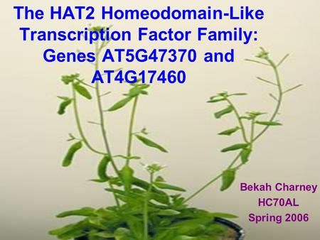 The HAT2 Homeodomain-Like Transcription Factor Family: Genes AT5G47370 and AT4G17460 Bekah Charney HC70AL Spring 2006.