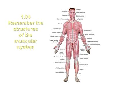 1.04 Remember the structures of the muscular system