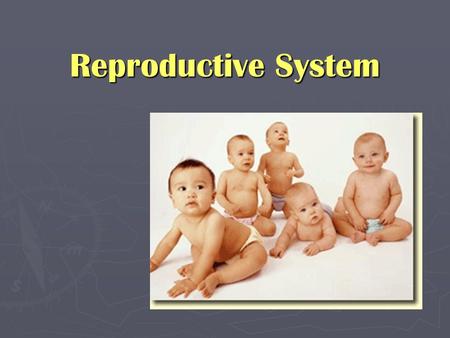 Reproductive System Sexual Reproduction ► Involves the production of eggs by the female and sperm by the male ► Eggs and sperm contain half (haploid)