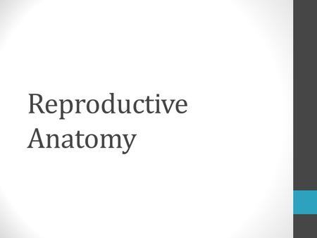 Reproductive Anatomy. Female – front view Fallopian Tubes Uterus Cervix Ovary Vagina.