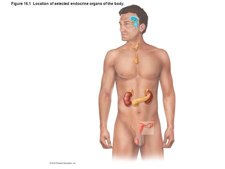 Figure 16.1 Location of selected endocrine organs of the body.