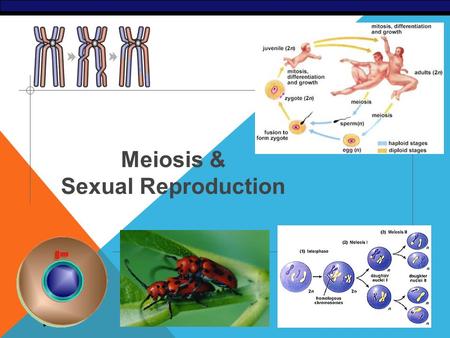 2006-2007 Meiosis & Sexual Reproduction CELL DIVISION / ASEXUAL REPRODUCTION Mitosis  produce cells with same information  identical daughter cells.