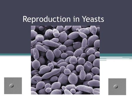 Reproduction in Yeasts. 1.How do yeasts reproduce? Yeasts reproduce by carrying out a process of cell division called budding.