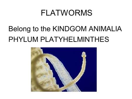 FLATWORMS Belong to the KINDGOM ANIMALIA PHYLUM PLATYHELMINTHES.