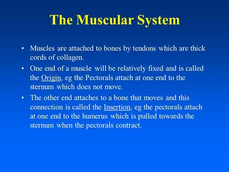 The Muscular System Muscles are attached to bones by tendons which are thick cords of collagen. One end of a muscle will be relatively fixed and is called.
