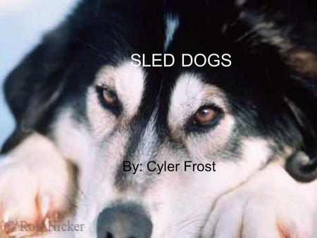 SLED DOGS By: Cyler Frost Sled dogs are harness individuals and come in pairs.