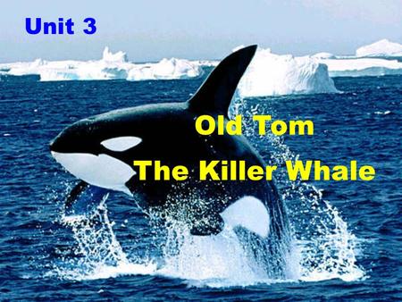 Unit 3 Old Tom The Killer Whale. 1. The first story is mainly about ____. A. a hunting experience of Old Tom B. how Old Tom helped with whale hunting.