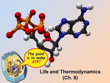 The point is to make ATP! Life and Thermodynamics (Ch. 8)