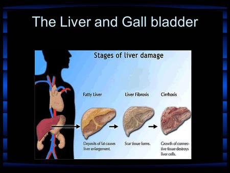 The Liver and Gall bladder. Liver The liver is the largest gland in the body and, after the skin, the largest single organ It occupies almost all of the.