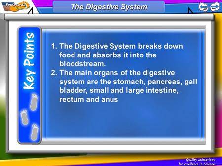 1.The Digestive System breaks down food and absorbs it into the bloodstream. 2.The main organs of the digestive system are the stomach, pancreas, gall.