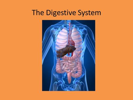 The Digestive System. Function Break down the food you eat into nutrients that your body can absorb.