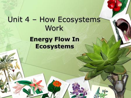 Unit 4 – How Ecosystems Work Energy Flow In Ecosystems.