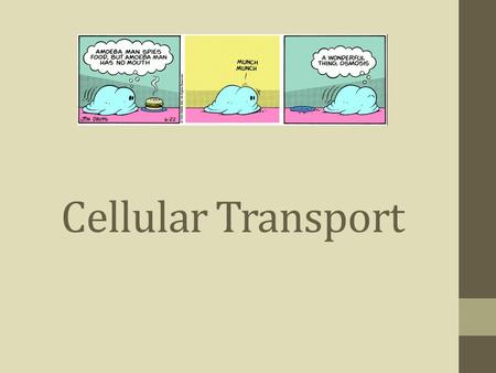 Cellular Transport. Objectives: -Summarize the structure & function of the plasma membrane -Summarize passive transport and the four main types -Summarize.
