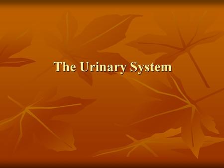 The Urinary System. Kidney Small, dark red organs with a kidney-bean shape lie Retroperitonealy in superior lumbar region. against the dorsal body wall.