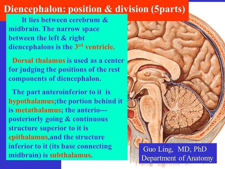 Diencephalon: position & division (5parts) It lies between cerebrum & midbrain. The narrow space between the left & right diencephalons is the 3 rd ventricle.