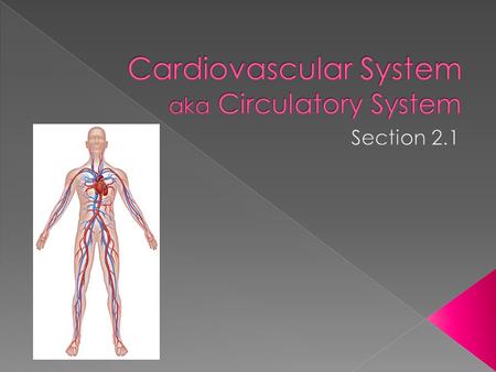  Cardio- means heart  Vascular- means blood vessels  Aka Circulatory System because its job is to circulate blood throughout the body.  Blood carries.