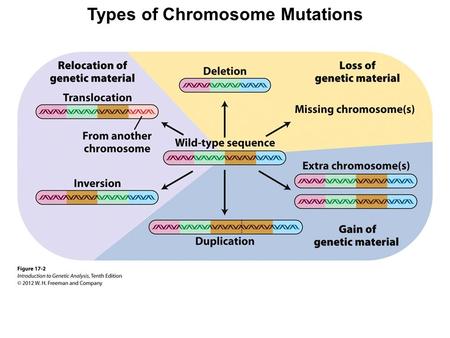 Types of Chromosome Mutations. Mammalian X Chromosome Inactivation Calico cats are usually females heterozygous for orange allele and black allele at.