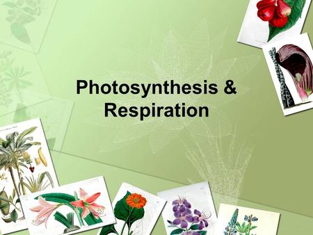 Photosynthesis & Respiration. What is Photosynthesis? It is the most important chemical reaction on our planet. Process plants use to make their own food.