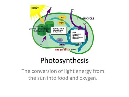 Photosynthesis The conversion of light energy from the sun into food and oxygen.