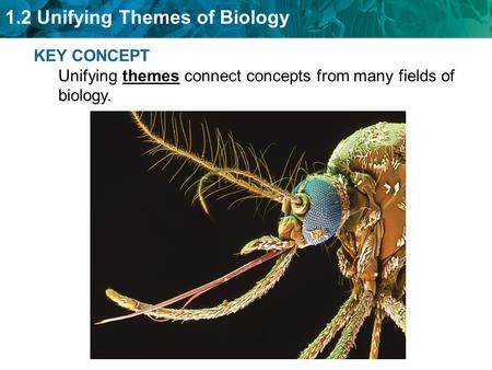 1.2 Unifying Themes of Biology KEY CONCEPT Unifying themes connect concepts from many fields of biology.