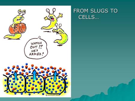FROM SLUGS TO CELLS…. It’s all about balance!  Cells are constantly “trying” to maintain a balance –(a.k.a. HOMEOSTASIS)  Accomplished by 3 factors: