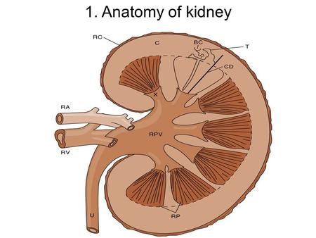 1. Anatomy of kidney. 2. Parts of nephron 3. Kidney blood flow.