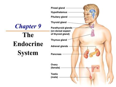 Chapter 9 The Endocrine System. Functions of Endocrine System  Second messenger system of the body  Uses chemical messages (hormones) that are released.