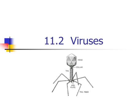 11.2 Viruses.