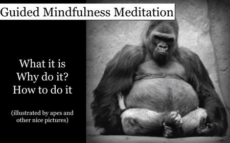 Guided Mindfulness Meditation What it is Why do it? How to do it (illustrated by apes and other nice pictures)