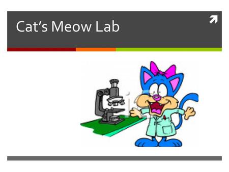 Cat’s Meow Lab.