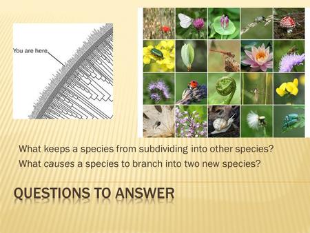 What keeps a species from subdividing into other species? What causes a species to branch into two new species?