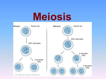 Meiosis. Meiosis is referred to as reduction division because meiosis results in haploid cells called gametes (sex cells). Male and female gametes fuse.