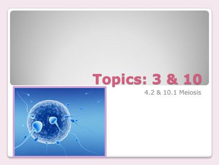 Topics: 3 & 10 4.2 & 10.1 Meiosis. 1 – Meiosis Preparation Read & Consider Understandings 3.3.1-3.3.3 & 10.1.1 What is the difference between meiosis.