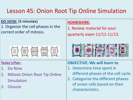 Lesson 45: Onion Root Tip Online Simulation DO NOW: (5 minutes) 1. Organize the cell phases in the correct order of mitosis. HOMEWORK: 1. Review material.