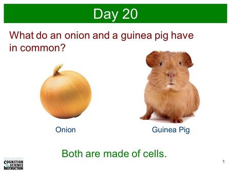 1 Day 20 OnionGuinea Pig What do an onion and a guinea pig have in common? Both are made of cells.