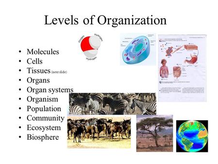 Levels of Organization Molecules Cells Tissues (next slide) Organs Organ systems Organism Population Community Ecosystem Biosphere.