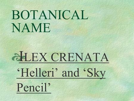 BOTANICAL NAME  I LEX CRENATA ‘Helleri’ and ‘Sky Pencil’
