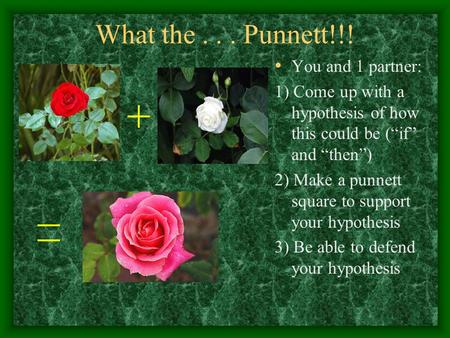 What the... Punnett!!! You and 1 partner: 1) Come up with a hypothesis of how this could be (“if” and “then”) 2) Make a punnett square to support your.