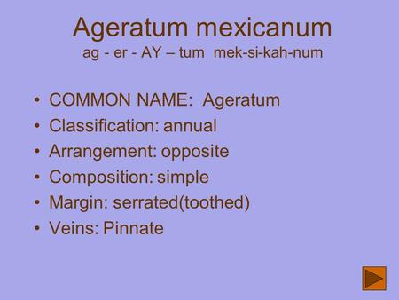 Ageratum mexicanum ag - er - AY – tum mek-si-kah-num COMMON NAME: Ageratum Classification: annual Arrangement: opposite Composition: simple Margin: serrated(toothed)