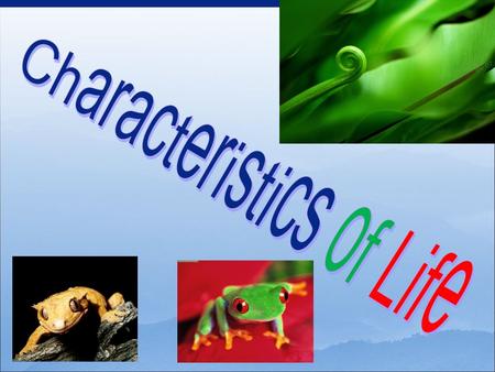  The Study of Life Bio logy (Greek) LifeStudy of But what is life???