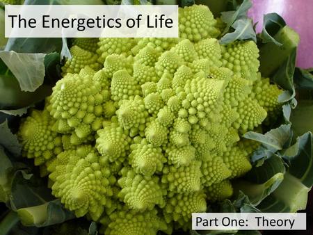 The Energetics of Life Part One: Theory Big Questions What do living systems require to remain functional (aka “living”)? Why are these things needed?