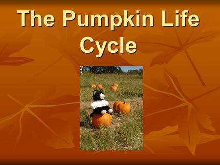 The Pumpkin Life Cycle. Stages of a Pumpkins Life 3. FLOWER 2. PLANT 4. GREEN PUMPKIN 4. GREEN PUMPKIN 5. ORANGE PUMPKIN 5. ORANGE PUMPKIN 1. SEEDS.