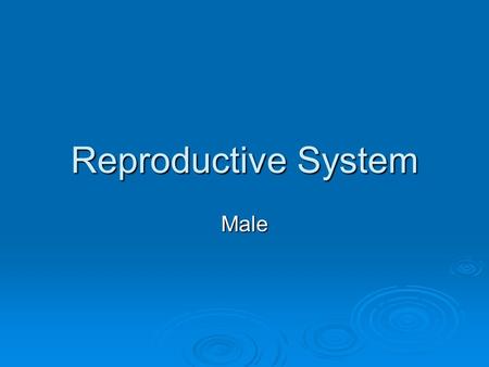 Reproductive System Male.