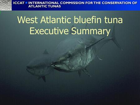 West Atlantic bluefin tuna Executive Summary. Biology Continued progress in knowledge of bluefin biology, but the complex behaviour of this species means.