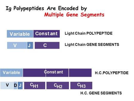 Ig Polypeptides Are Encoded by Multiple Gene Segments LIGHT CHAIN