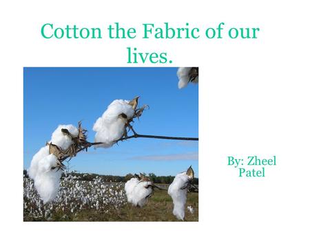 Cotton the Fabric of our lives. By: Zheel Patel. History of Cotton No one knows exactly how old cotton is. Scientists searching caves in Mexico found.